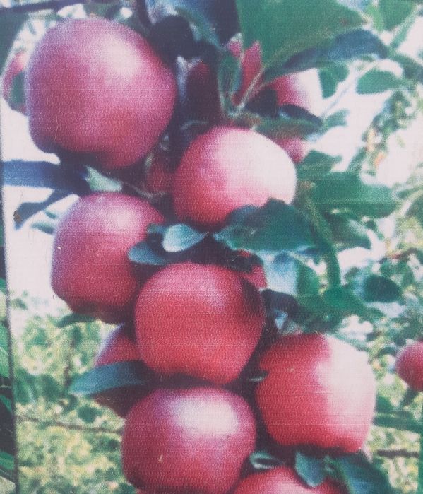 Noyob turdagi kuchatlar sotiladi Chet eldan kelgan kuchatlar ham bor.