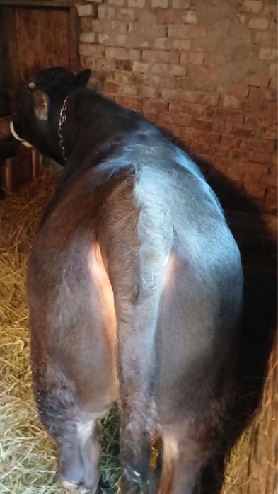 Vand vițel de 350 kg