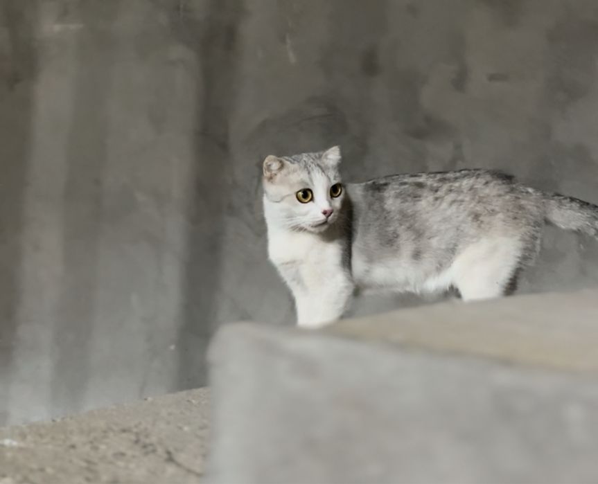 Кошка с котенком