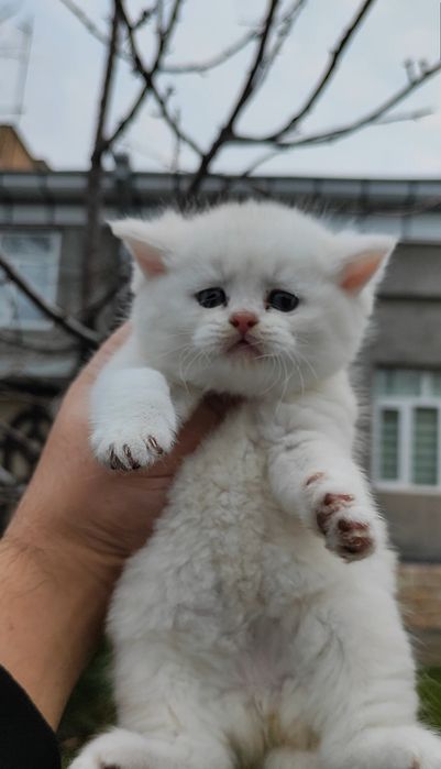 Британский серебристый шиншилла