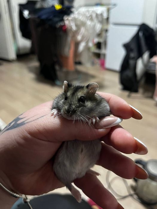 Хомяк джунгарский