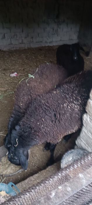 Qo'ylar sotiladi  va 1 ta navos ham bor