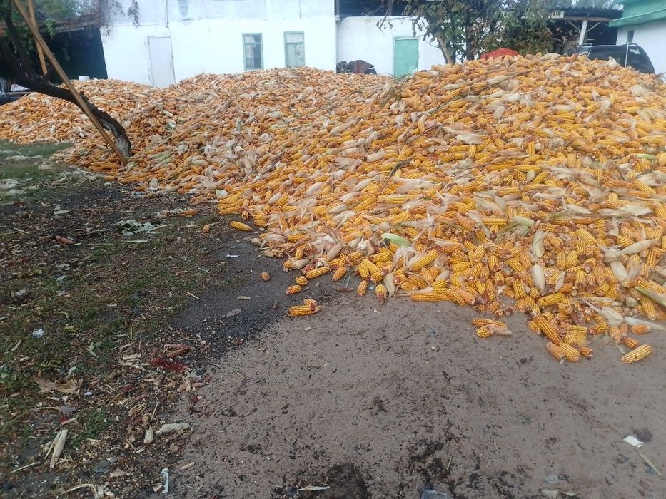 Кукуруз , жүгері