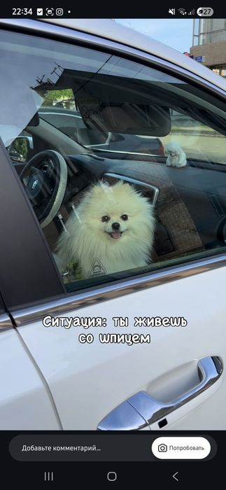 Продаётся  Померанский шпиц.
Очень красивый,