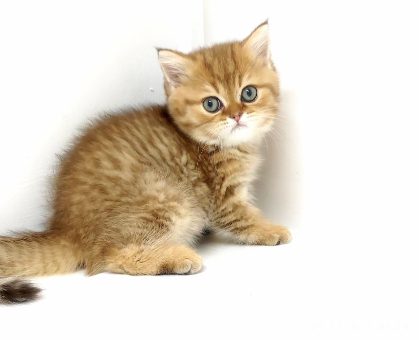 БриТашКи ОчаРоваШки ЗолоТые ПухЛяшкИ