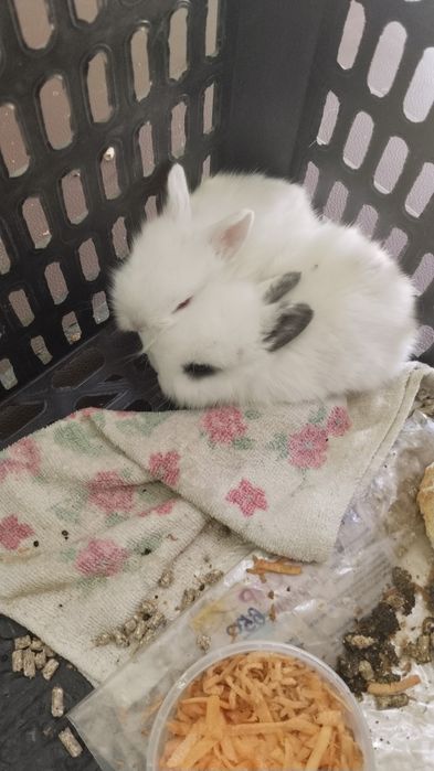 Чисто декоративные кролчата