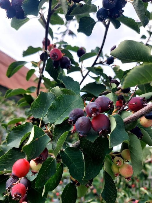 Дачный участок 5 сот, СО Ромашка