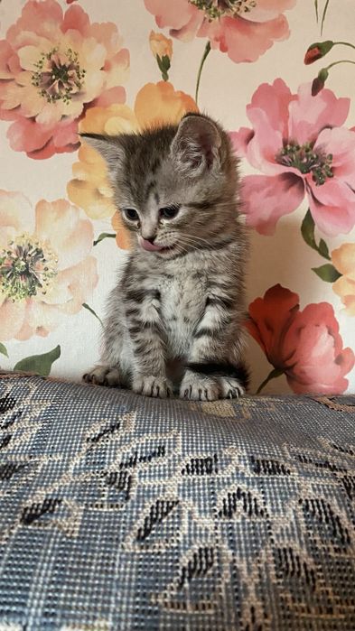 Котята в доброе руки