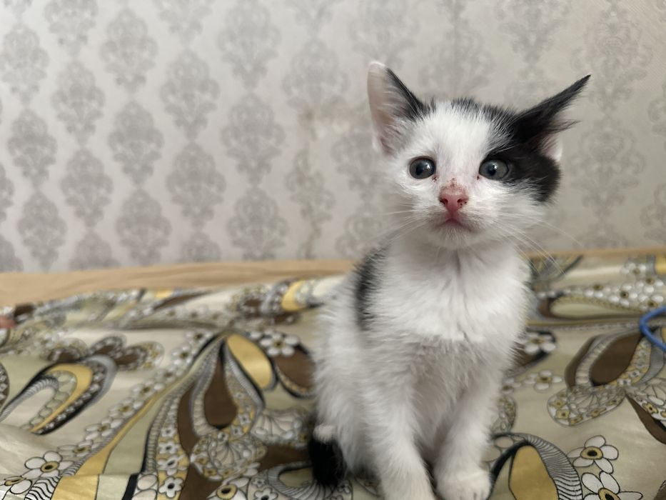 Отдам котят в добрые руки !!!