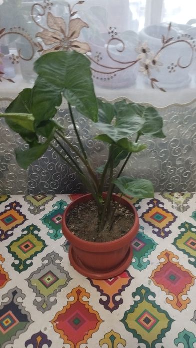 Сингониум или тропическая лиана