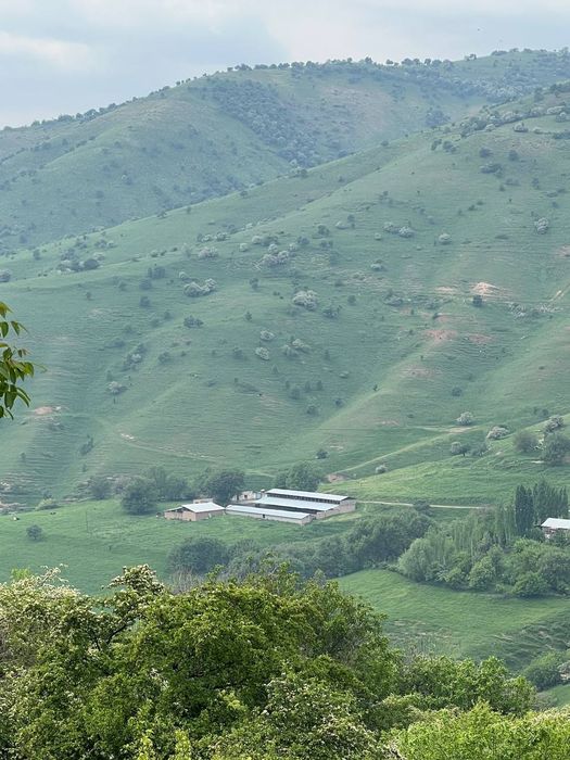 Bo'stonliq tumani Amirsoyda 20 sotix yer sotiladi srochna