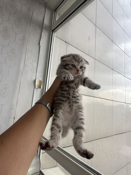 Породистые котята