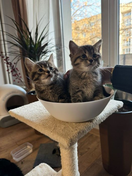 Британски късокосмести котенца