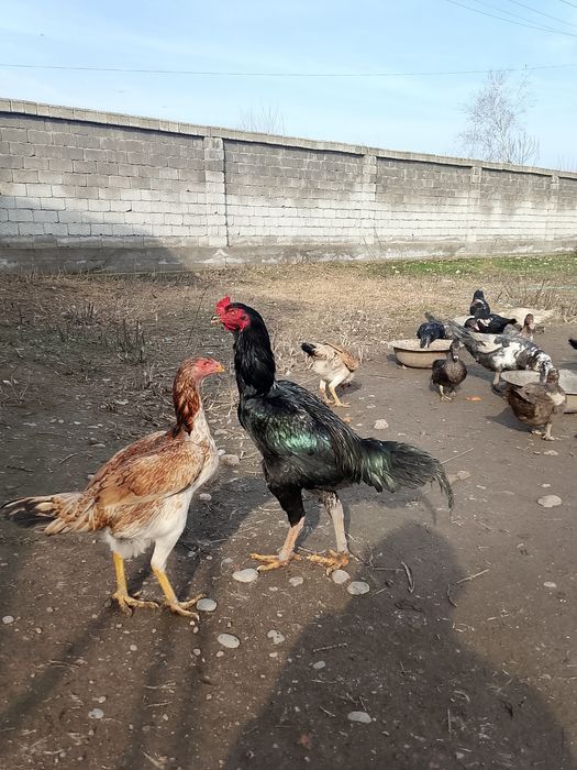 Дакан хуроз ва товук.