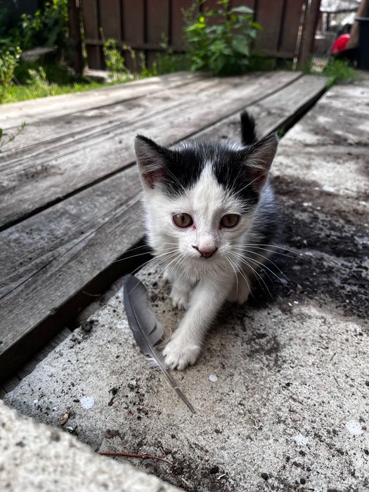 Donam pisici mici care isi cauta familie.