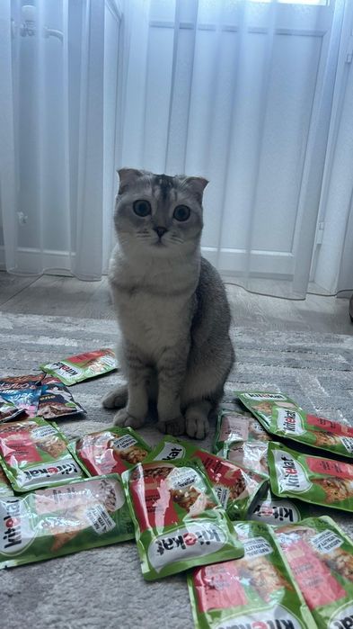 отдам кошечку в хорошие руки.