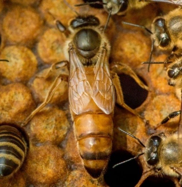 Roi de albine buckfast sau carpatina