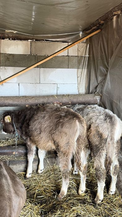 2 tăurași de vânzare