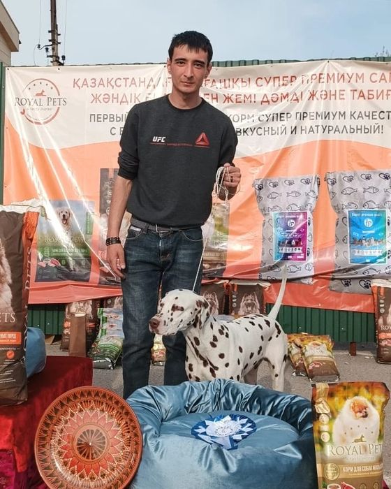 Кобель далматина на вязку