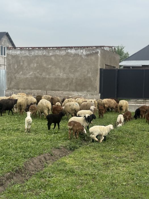 Қозылы қой сатылады