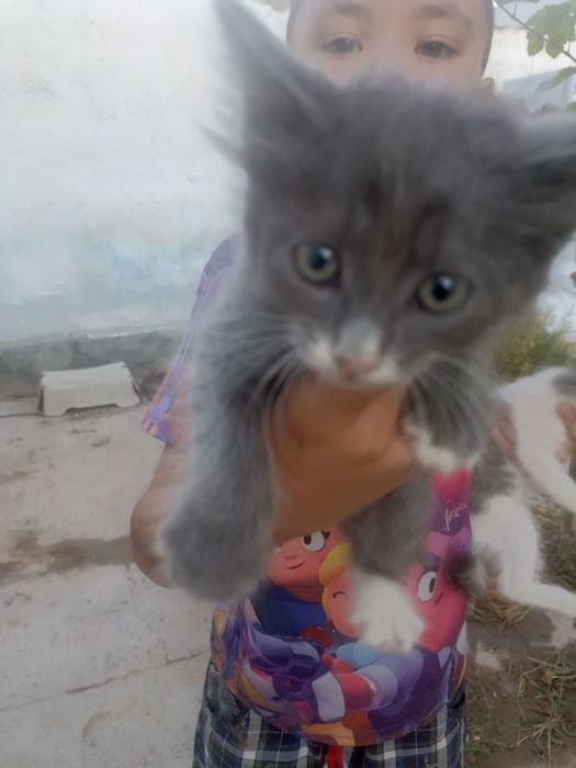 Котята бесплатно