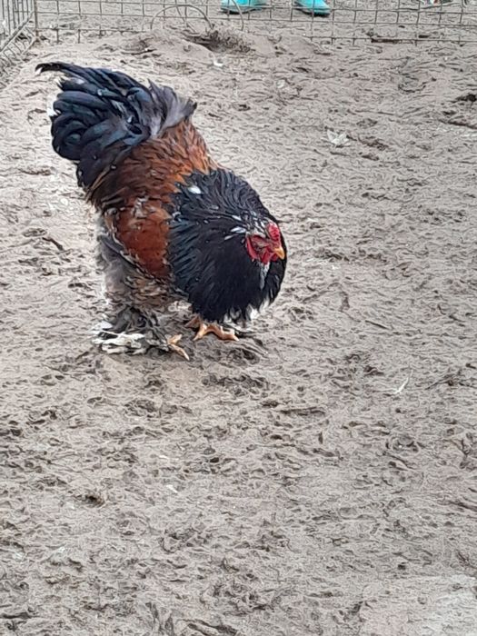 Ouă Brahma porțelan si bobat