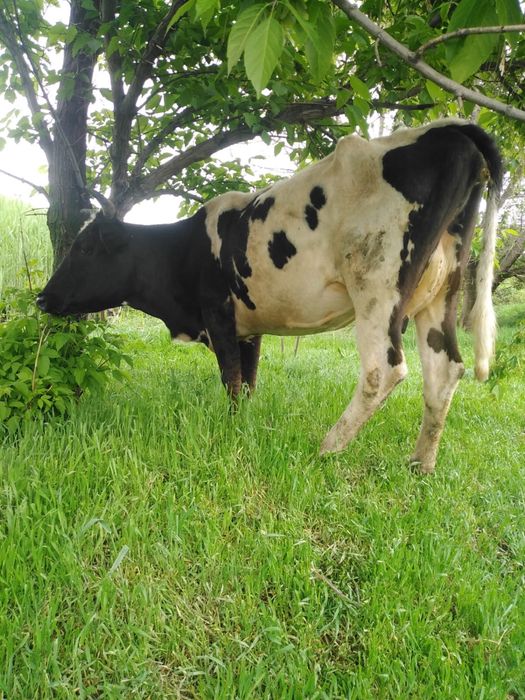 Бузаулы сиыр сатылады