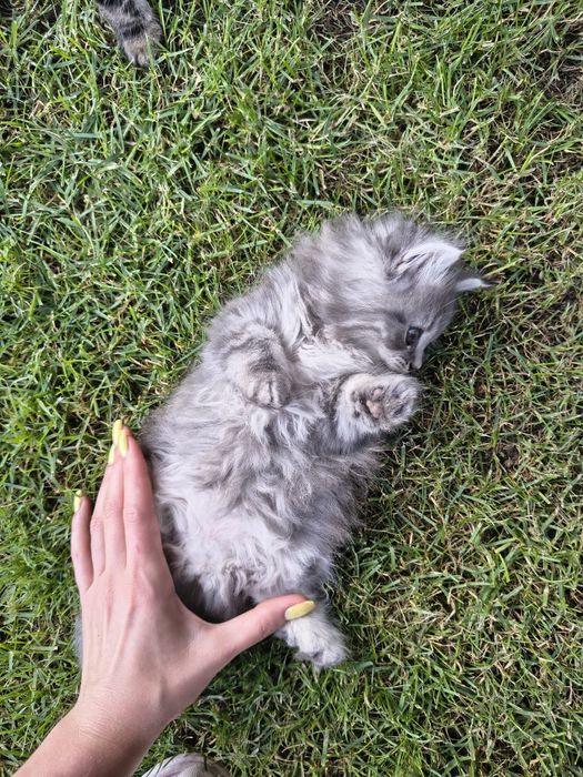 Продам двух котят по 10000