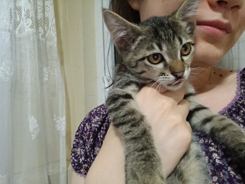 Котёнок мальчик бесплатно
