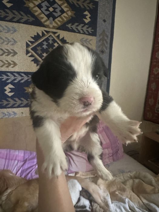 Puiuti metis spre adoptie