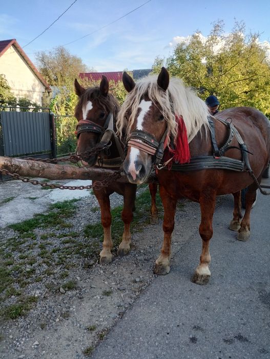 De vanzare iapa de 6 ani cu manza de 1 an jumate