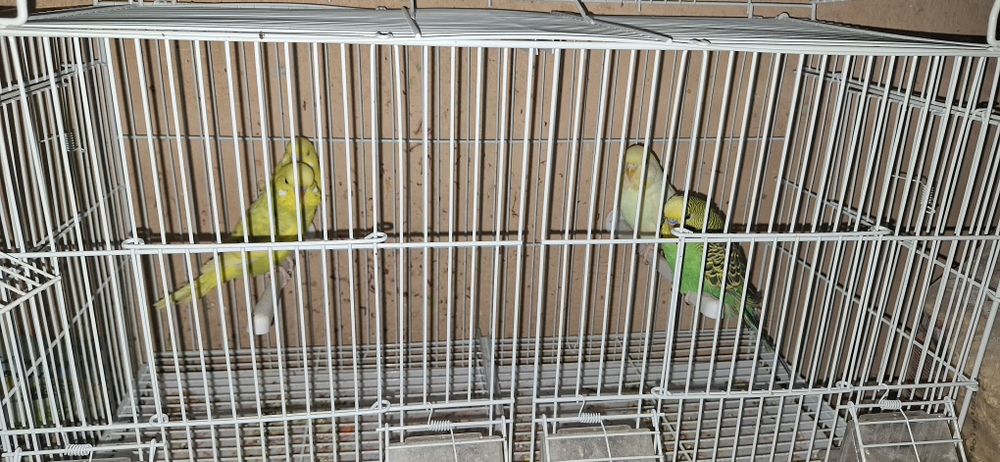 Vând peruși  60 de lei bucata