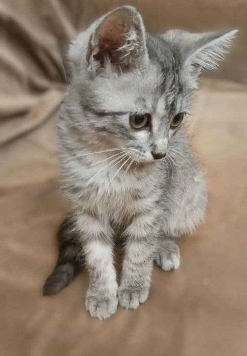 отдам котенка в хорошие руки