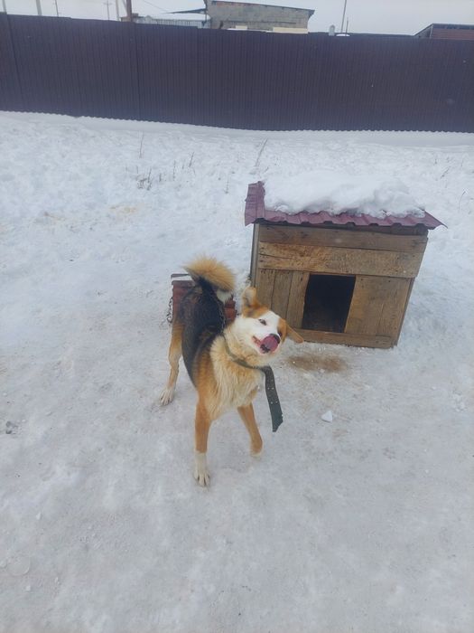 Отдам собаку, хороший охраник