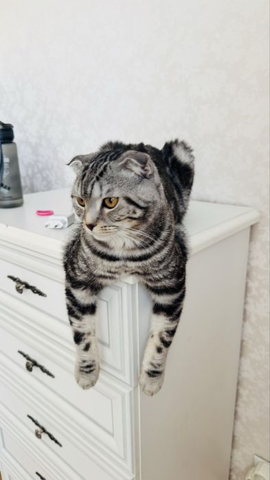 Кот породы скоттиш фолд