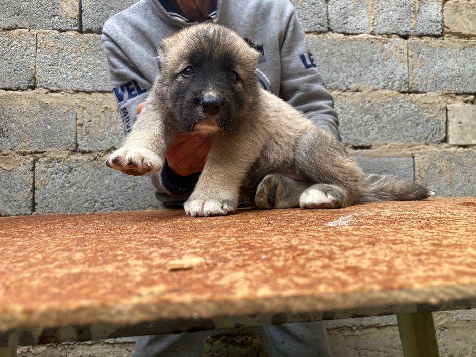Щенок турецкого Кангала ( девочка ) чистокровная