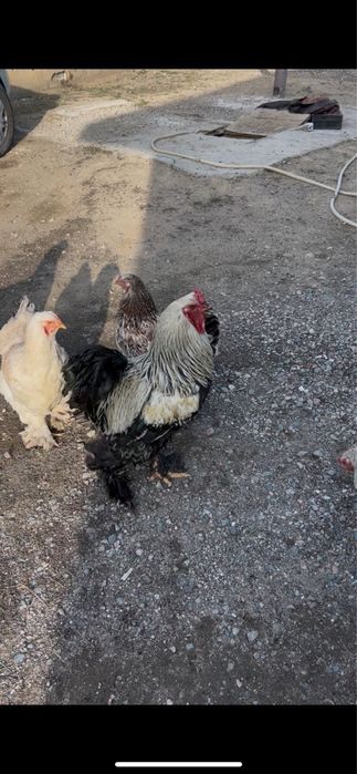 Продам Брама г. Алатау