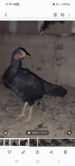 Дакан товук.    .