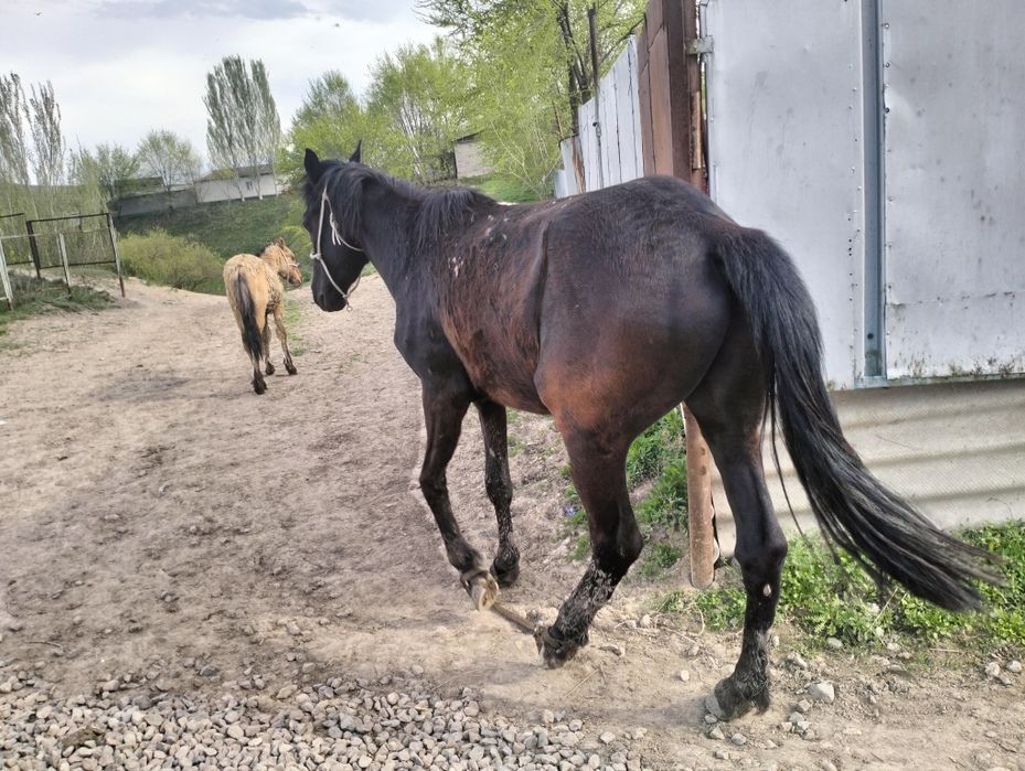 Қара пішпе  дөнен сатылады!