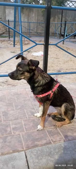 Отдается щенок в добрые руки