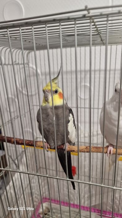 папагал  корела.