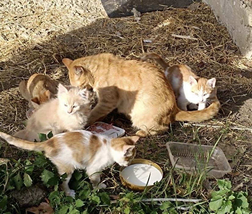 Спешно! Прекрасни котета търсят своя Човек!