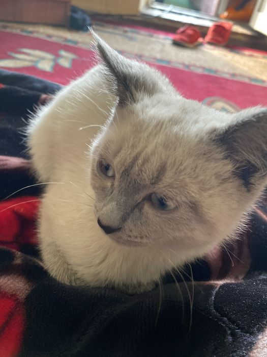 Linda sotiladi siamskiy beozor mushuk