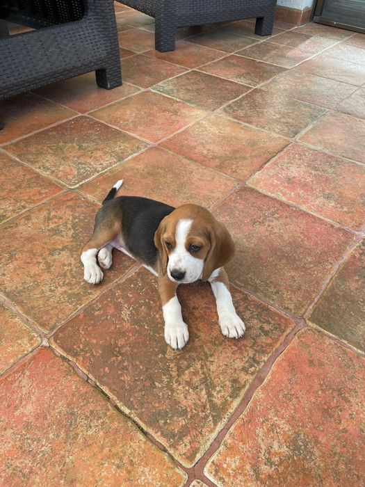 Beagle tricolor de top pedigree