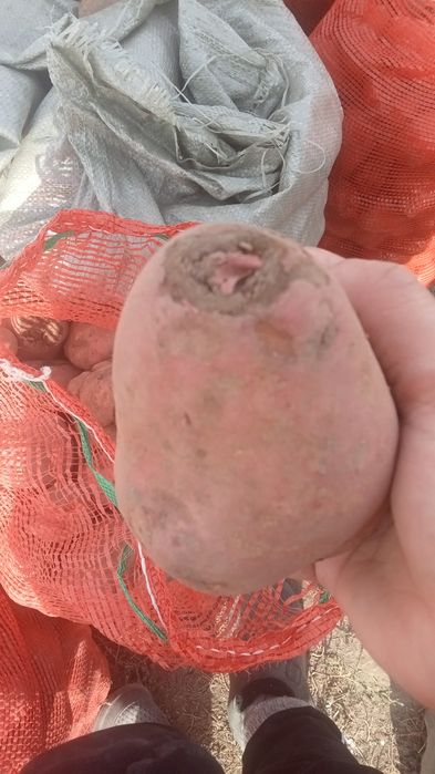 Продам свежую картошку