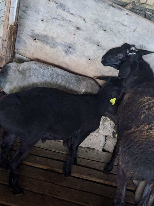 Семіз қойлар тоқтылар