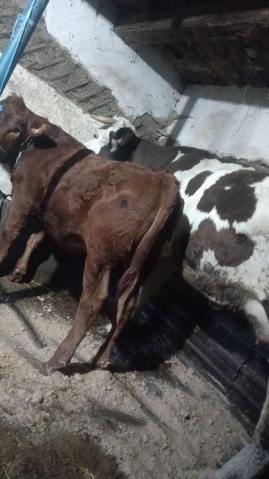 Vaca bălțată cu tot cu vițică de 4 luni