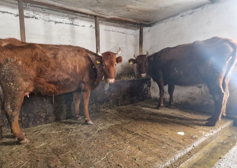 Продам корову быка барана