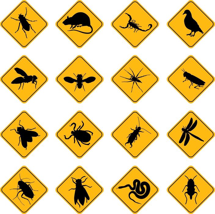 Клоп, таракан, блох, klapa, tarakan ilon. Dezinfeksiya Дезинфекция