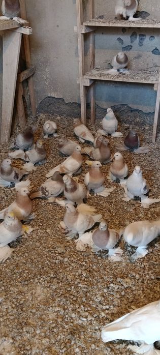 Продам голубей игровых